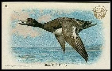 8 Blue Bill Duck